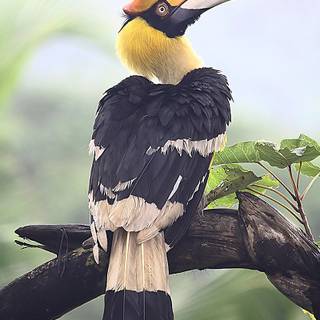 Great Hornbill wallpaper