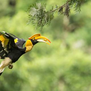 Great Hornbill wallpaper