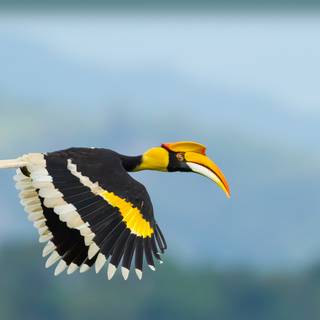 Great Hornbill wallpaper