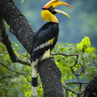 Great Hornbill wallpaper