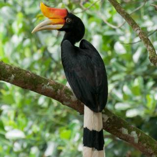 Great Hornbill wallpaper