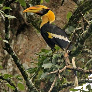 Great Hornbill wallpaper