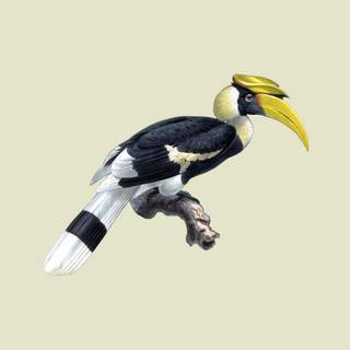 Great Hornbill wallpaper