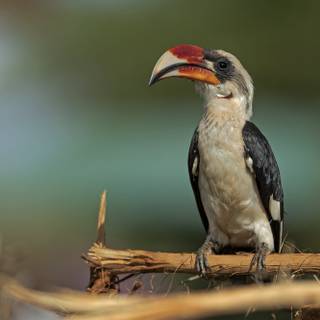Great Hornbill wallpaper