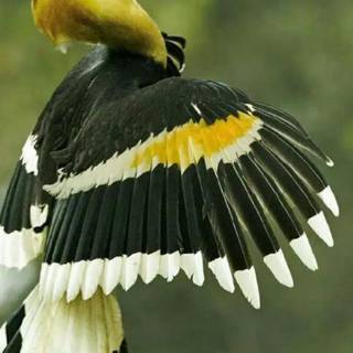 Great Hornbill wallpaper