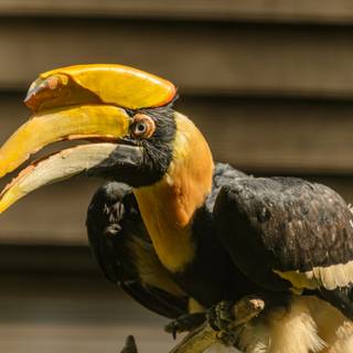 Great Hornbill wallpaper