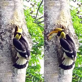 Great Hornbill wallpaper