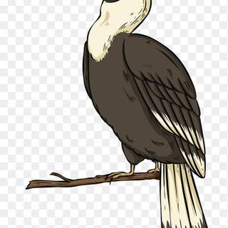 Great Hornbill wallpaper