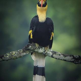 Great Hornbill wallpaper
