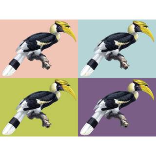 Great Hornbill wallpaper