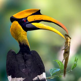 Great Hornbill wallpaper