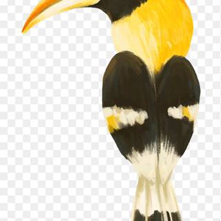 Great Hornbill wallpaper