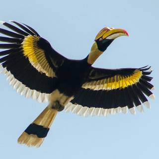 Great Hornbill wallpaper