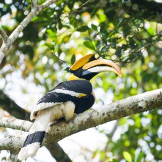 Great Hornbill wallpaper