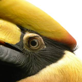 Great Hornbill wallpaper
