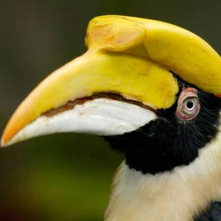 Great Hornbill wallpaper