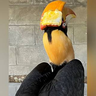 Great Hornbill wallpaper