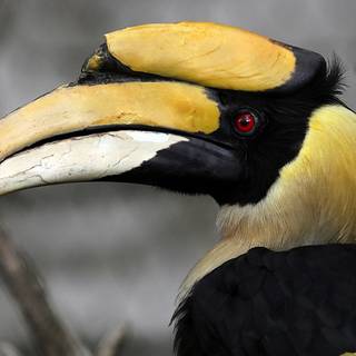 Great Hornbill wallpaper