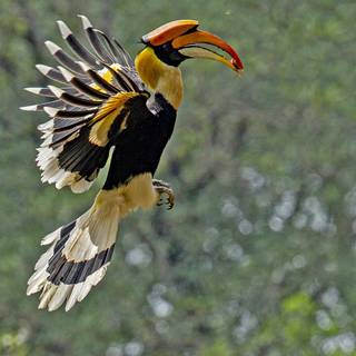 Great Hornbill wallpaper