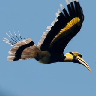 Great Hornbill wallpaper