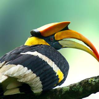 Great Hornbill wallpaper