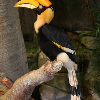 Great Hornbill wallpaper