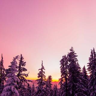 iPhone X winter wallpaper