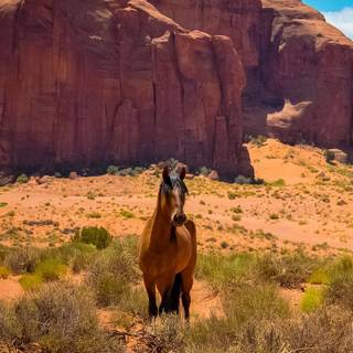 Western iPhone wallpaper