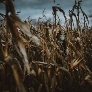 Dark corn fields wallpaper