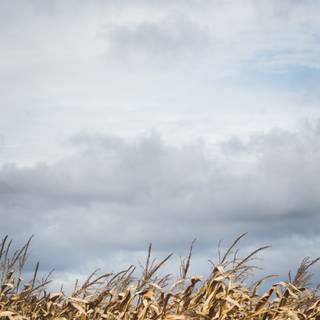 Dark corn fields wallpaper