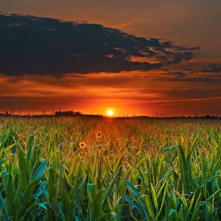 Dark corn fields wallpaper