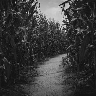 Dark corn fields wallpaper