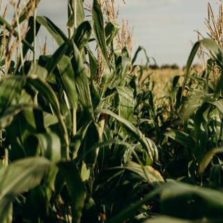 Dark corn fields wallpaper