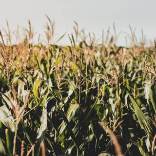 Dark corn fields wallpaper