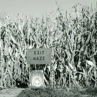 Dark corn fields wallpaper