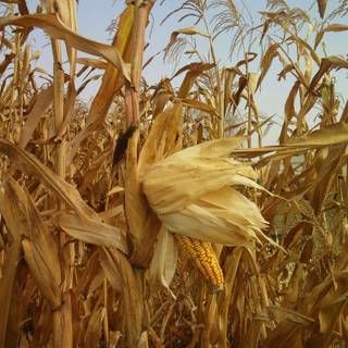 Dark corn fields wallpaper