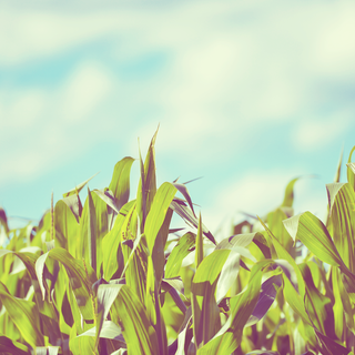 Dark corn fields wallpaper