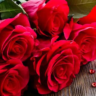 Rose laptop HD wallpaper