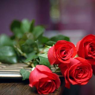 Rose laptop HD wallpaper