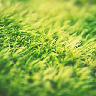 Green grass 4k wallpaper