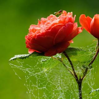 Rose laptop HD wallpaper