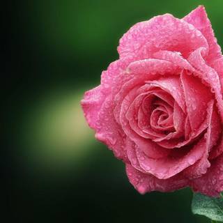 Rose laptop HD wallpaper