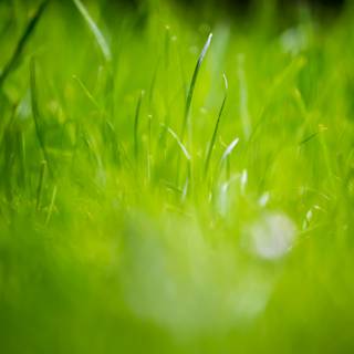 Grassy field wallpaper