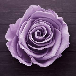 Rose laptop HD wallpaper