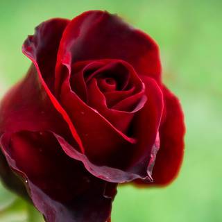 Rose laptop HD wallpaper