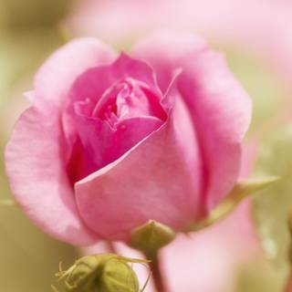 Rose laptop HD wallpaper