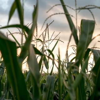 Dark corn fields wallpaper