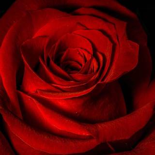 Rose laptop HD wallpaper