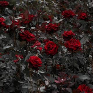 Rose laptop HD wallpaper