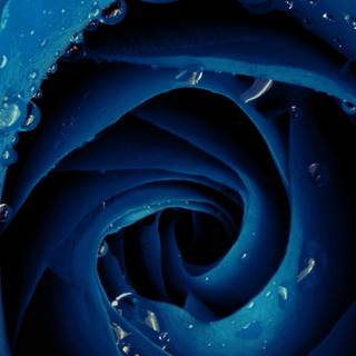 Rose laptop HD wallpaper